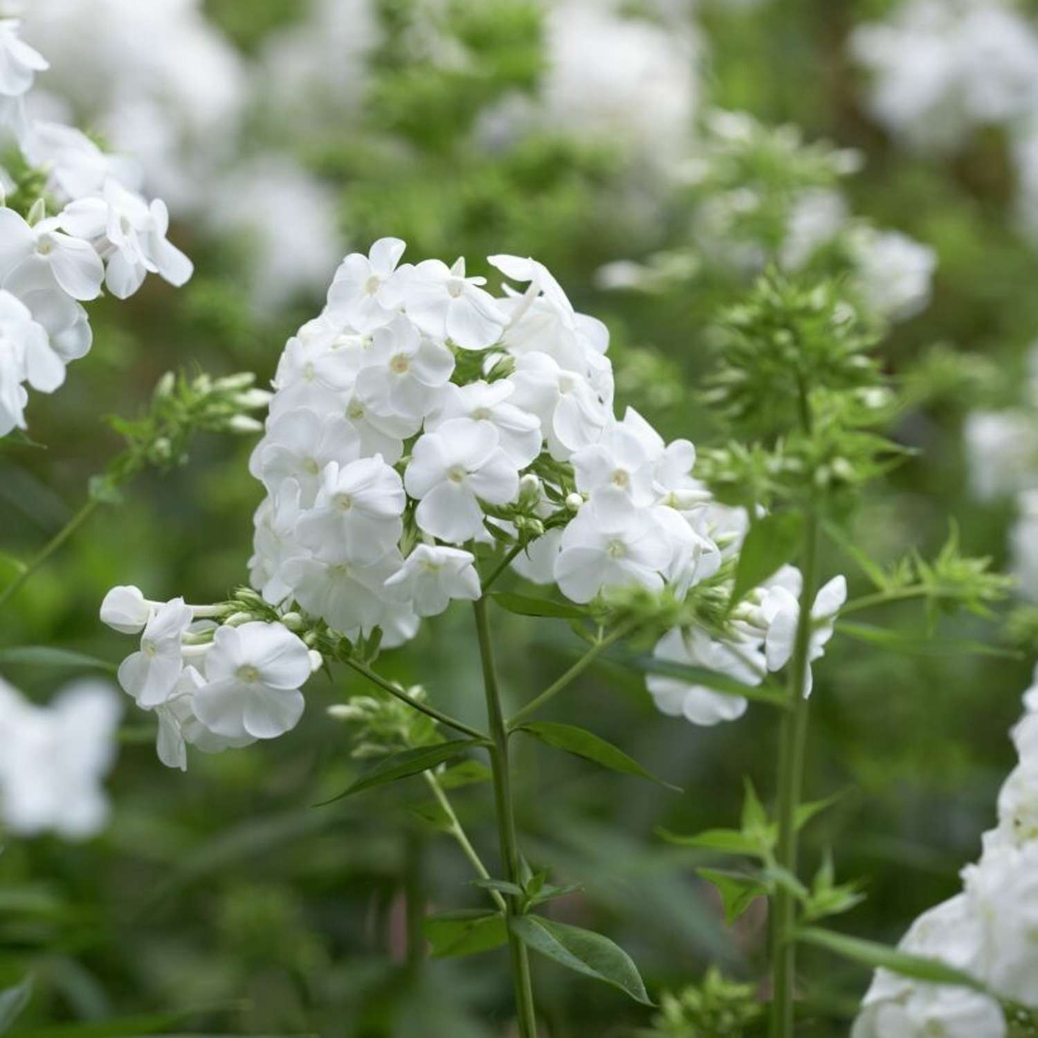 Høstfloks 'David' (Phlox paniculata)
